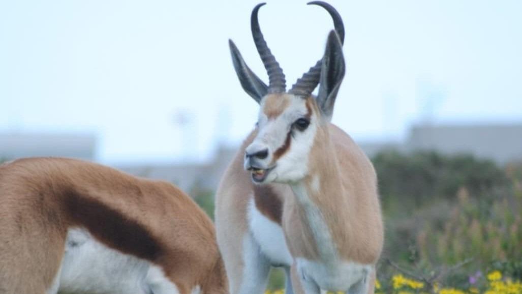 853 m² Land available in Hoogland