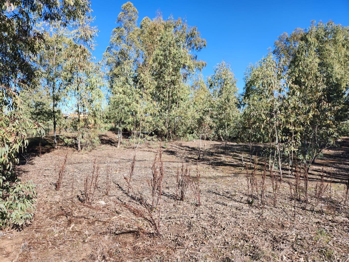 1 115 m² Land available in Nieuwoudtville