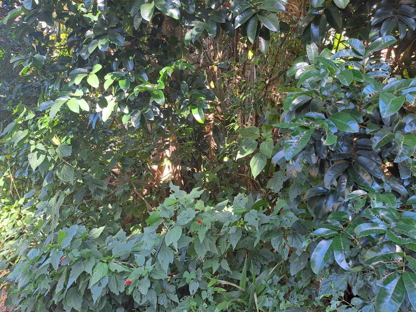 1 120 m² Land available in Kelso