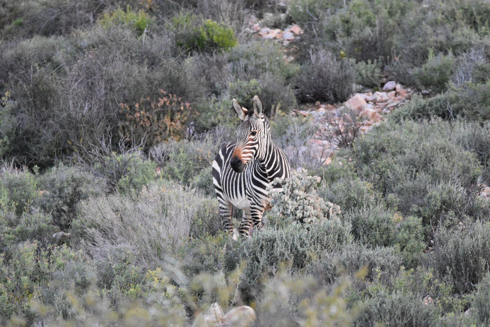 1 ha Land available in Ladismith