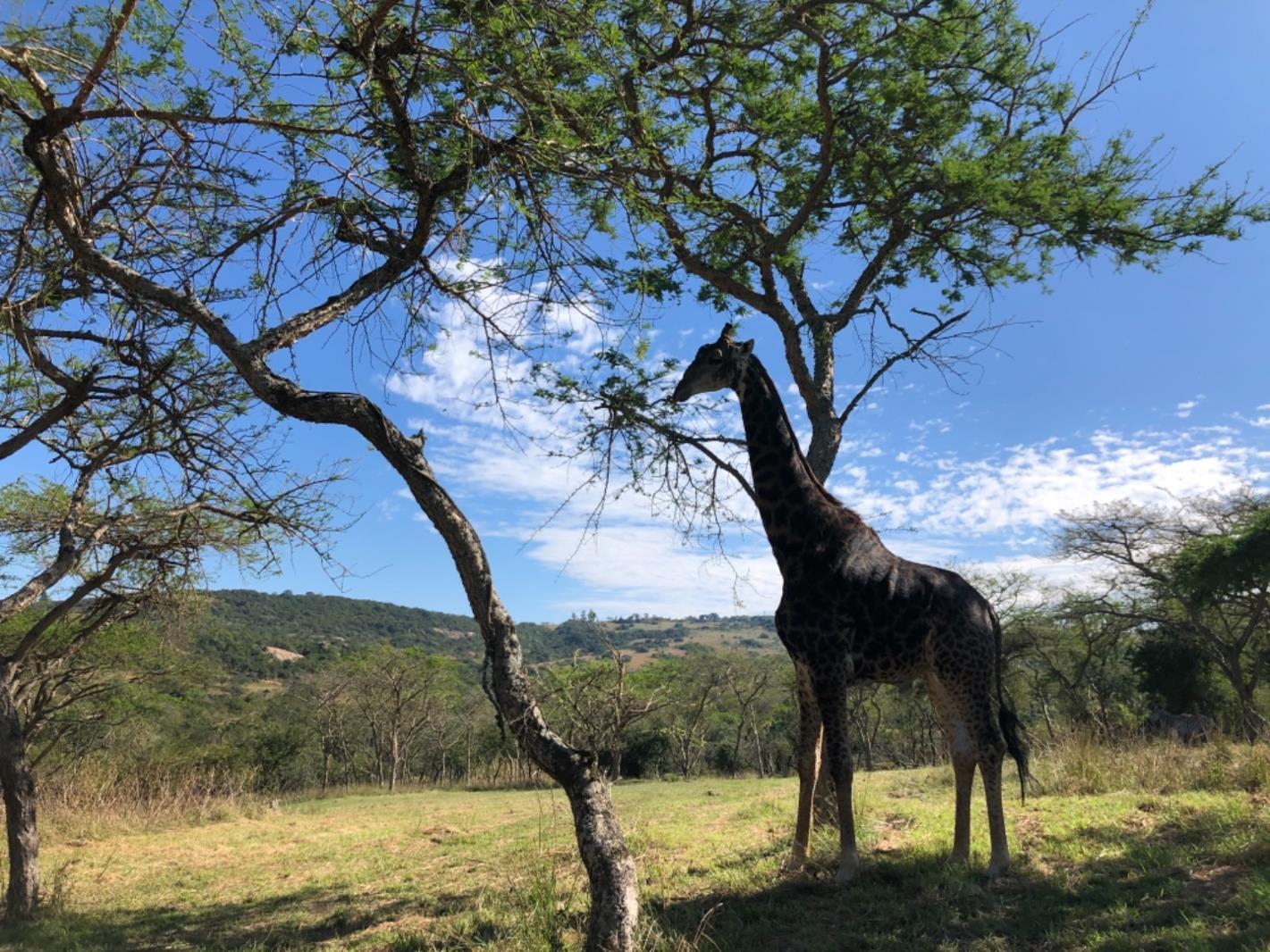 1 000 m² Land available in Wild Fig Estate