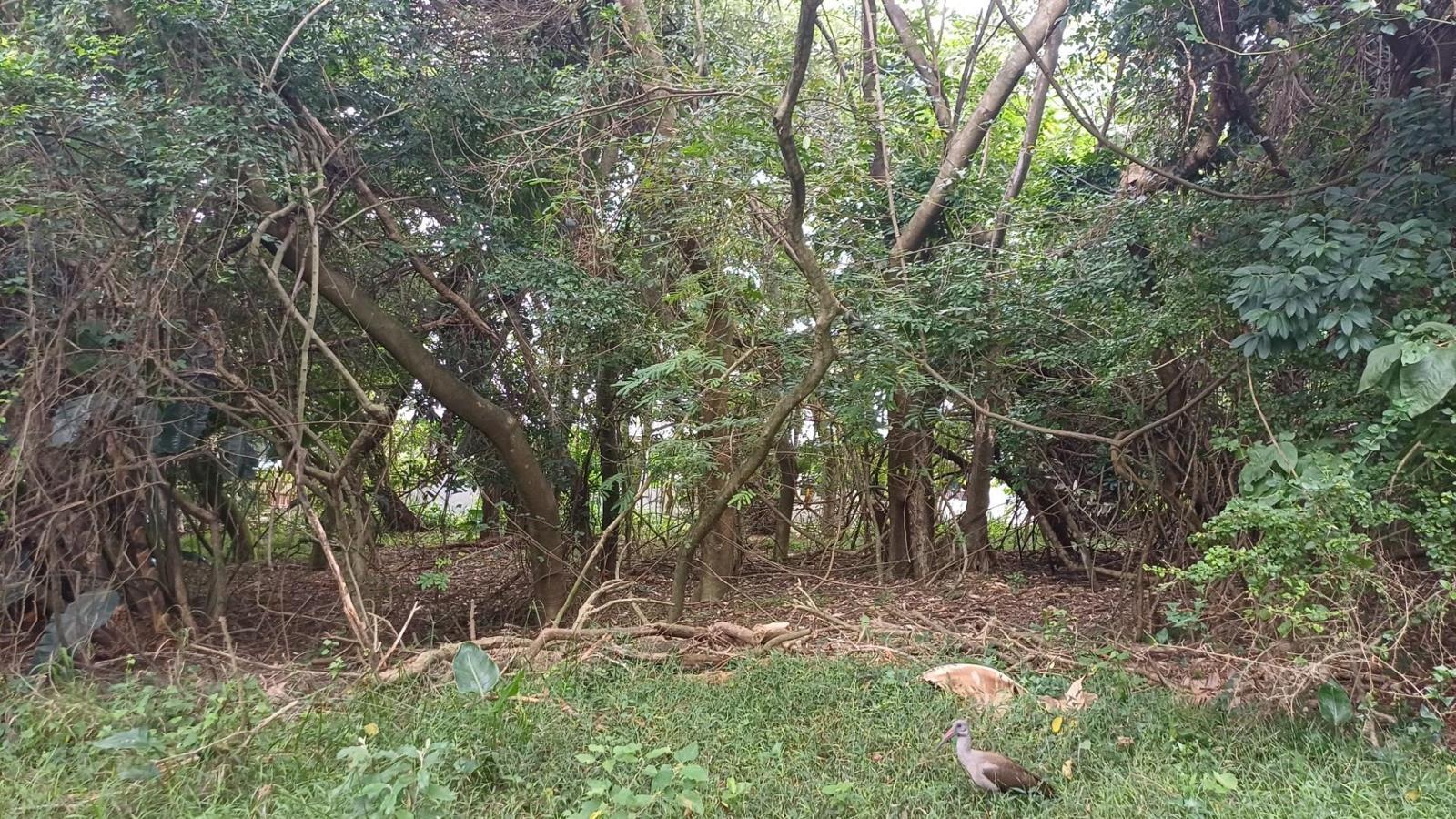 1 136 m² Land available in Simbithi Estate