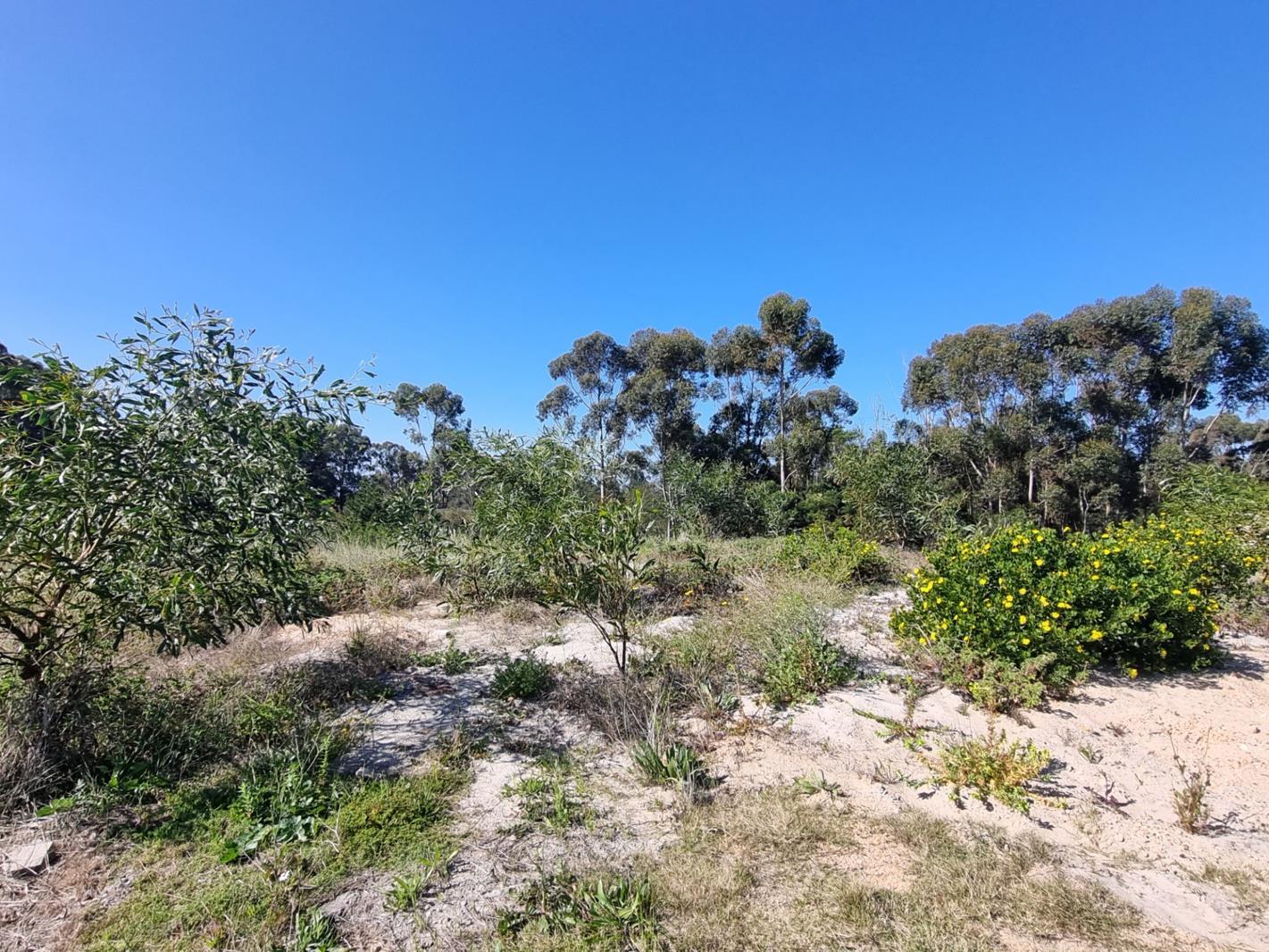 250 m² Land available in Albertinia
