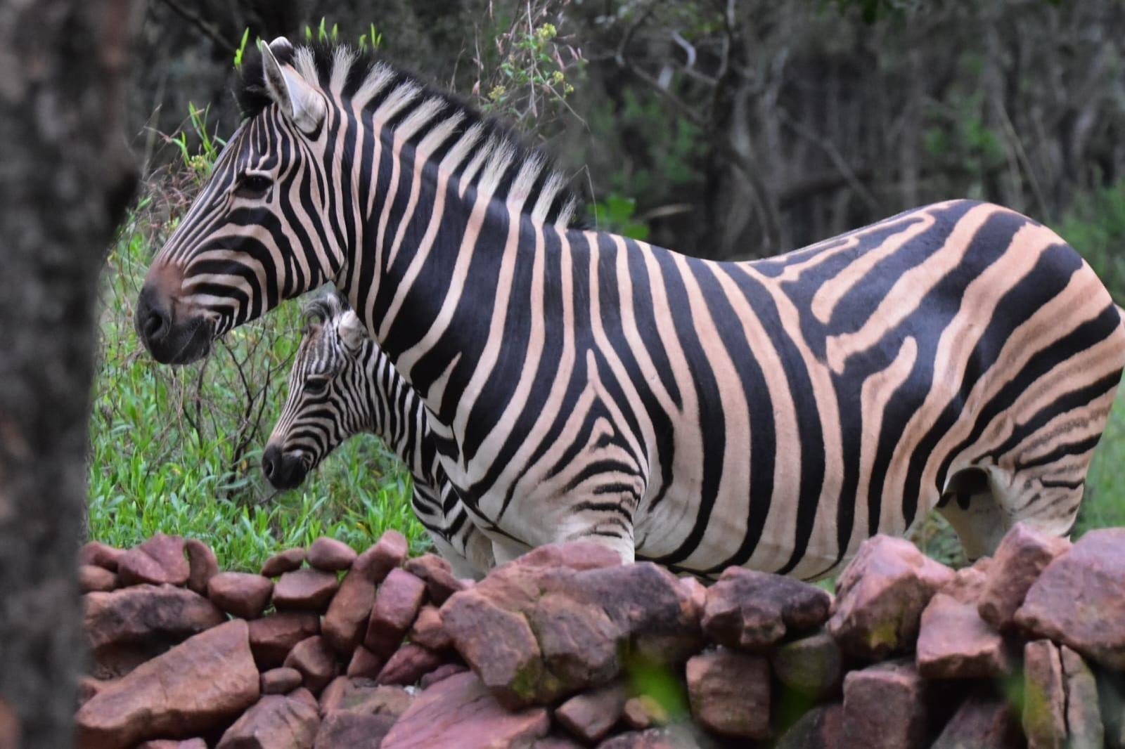 1 000 m² Land available in Koro Creek Golf Estate