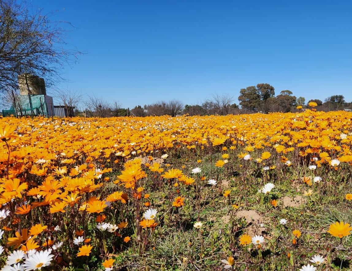 2 195 m² Land available in Nieuwoudtville