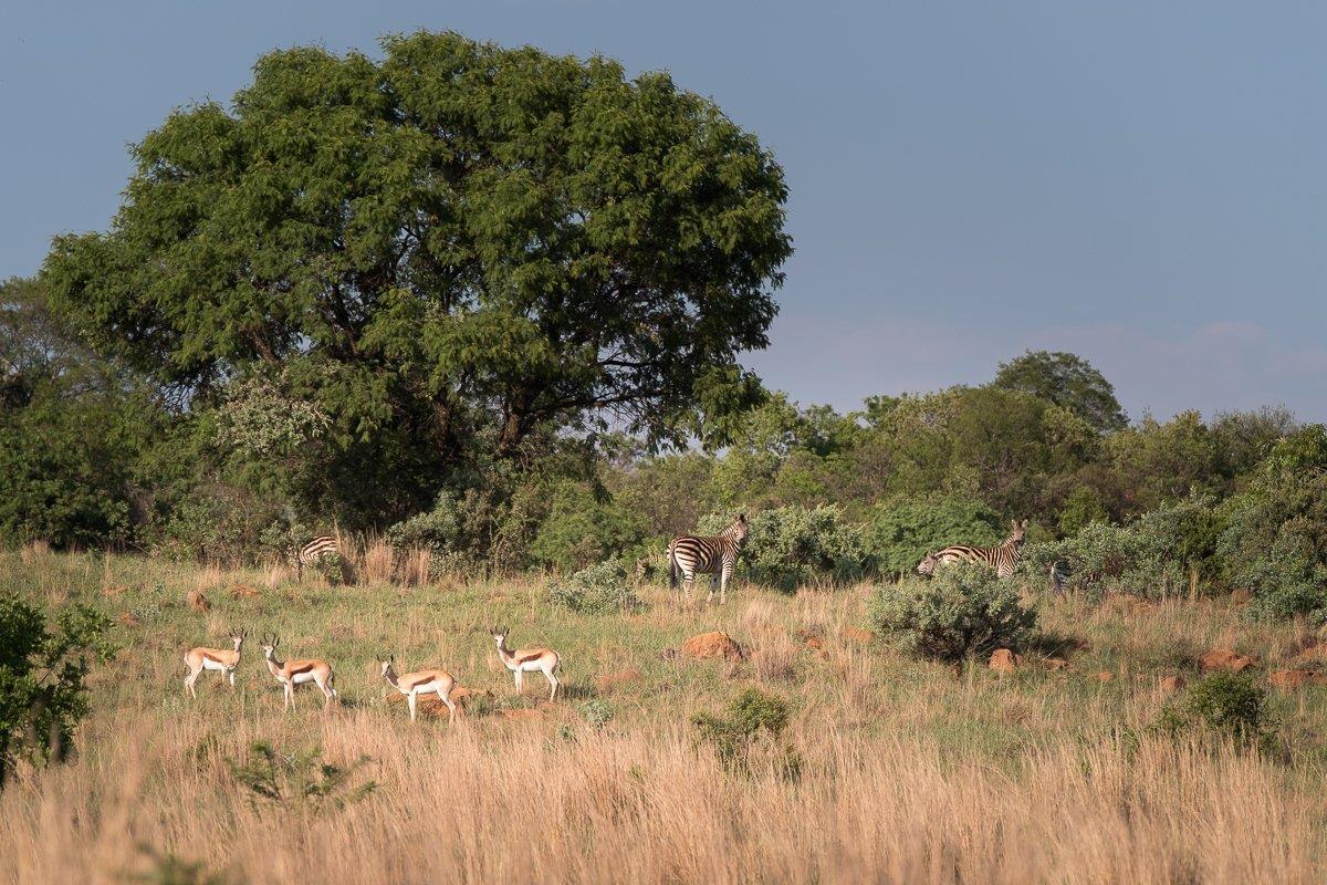 1 096 m² Land available in The Hills