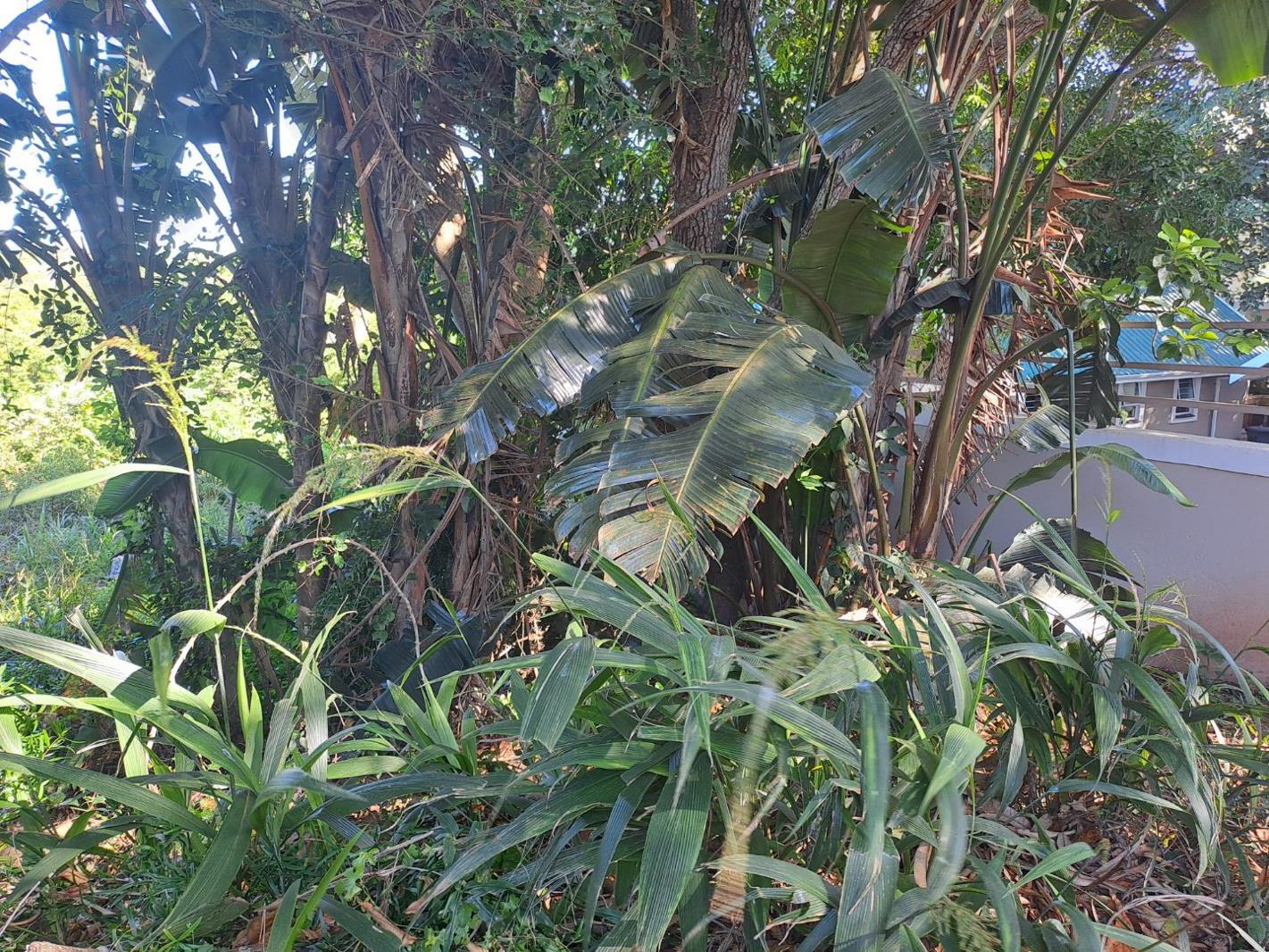 1 118 m² Land available in Kelso