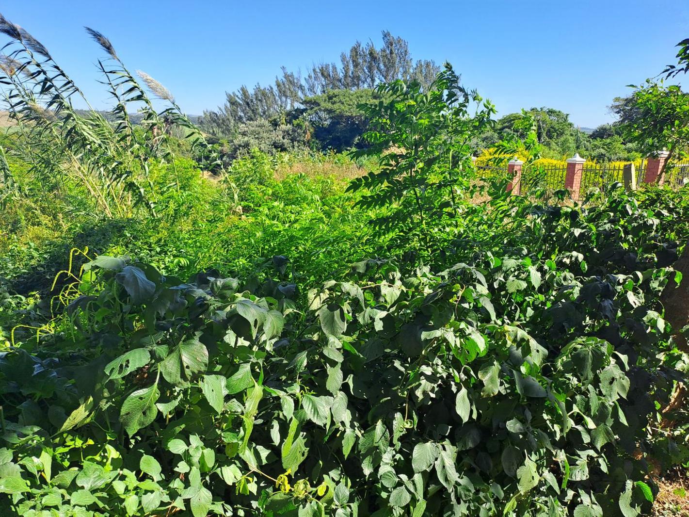 1 119 m² Land available in Kelso